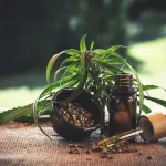 Tips That Will Keep Your Cannabis Plant Healthy While You Grow It