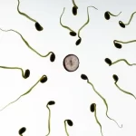 How Everyday Cannabis Use Can Lower Sperm Count