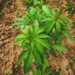 Industrial Hemp-Based Cannabinoid Products and Their Applications