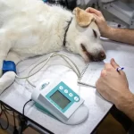 The Use of Cannabidiol (CBD) in the Treatment of Epileptic Seizures in Dogs has been Suggested by Some Data